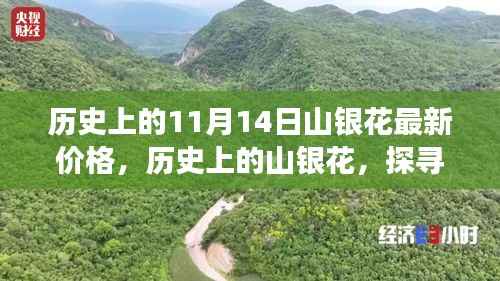 探寻山银花价格变迁背后的故事与影响，历史上的最新价格回顾（11月14日）