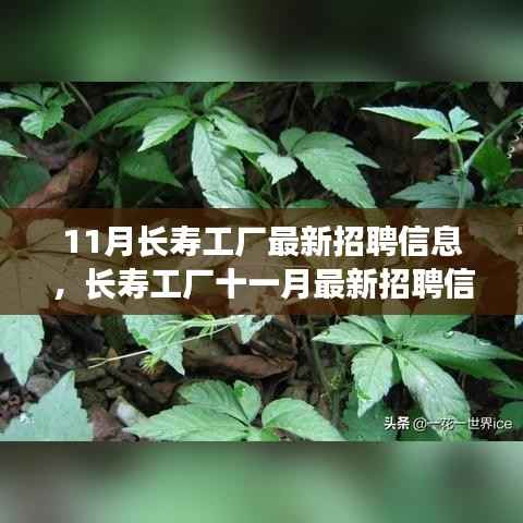 11月长寿工厂最新招聘信息详解，如何顺利应聘长寿工厂并提升竞争力？