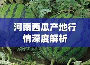河南西瓜产地行情深度解析