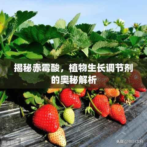 揭秘赤霉酸,植物生长调节剂的奥秘解析