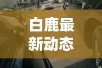 白鹿最新动态消息曝光,不容错过!