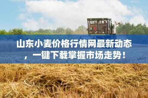 山东小麦价格行情网最新动态,一键下载掌握市场走势!