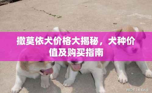 撒莫依犬价格大揭秘，犬种价值及购买指南