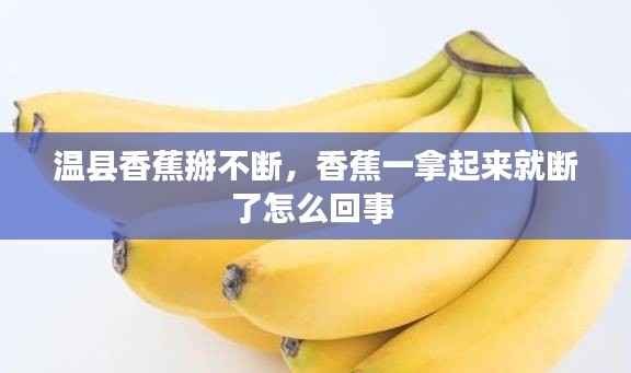 温县香蕉掰不断,香蕉一拿起来就断了怎么回事
