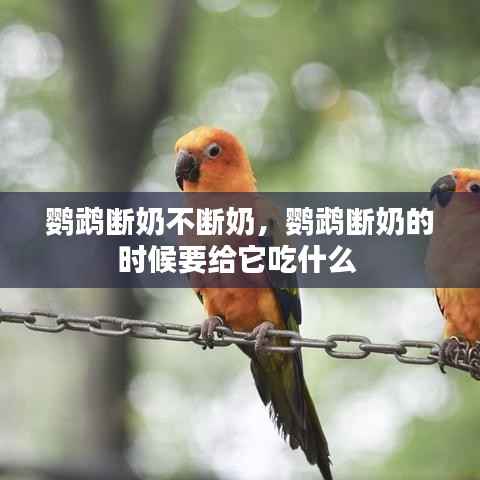 鹦鹉断奶不断奶,鹦鹉断奶的时候要给它吃什么
