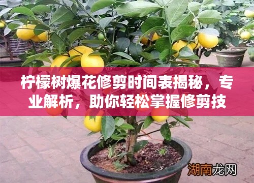 柠檬树爆花修剪时间表揭秘,专业解析,助你轻松掌握修剪技巧